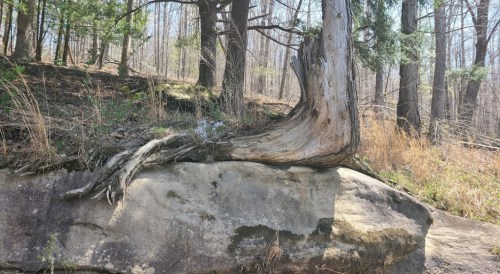 A twisted tree trunk rests on a large rock, surrounded by sparse vegetation and tall trees in a forest setting.
