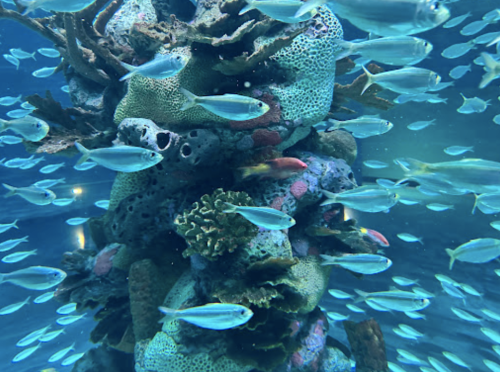 A vibrant underwater scene featuring a coral structure surrounded by schools of small fish.