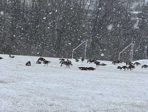 A snowy field with several geese foraging, surrounded by falling snowflakes and goalposts in the background.