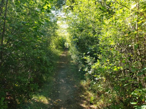 A narrow dirt path surrounded by lush green foliage and trees, leading into a sunlit forest.