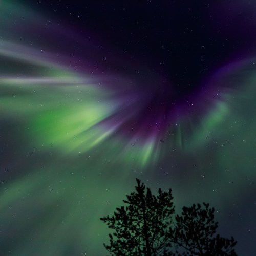 Vibrant auroras in green and purple swirl across a starry night sky, silhouetted by dark tree branches below.