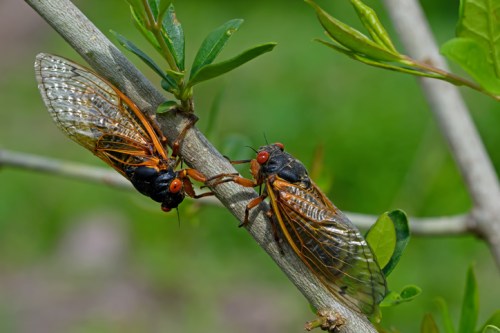 Two cicadas perched on a green branch, showcasing their large wings and distinctive red eyes against a blurred background.