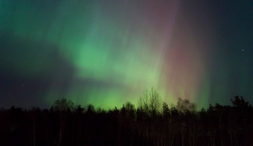 A vibrant display of the northern lights illuminates the night sky above a dark forest silhouette.