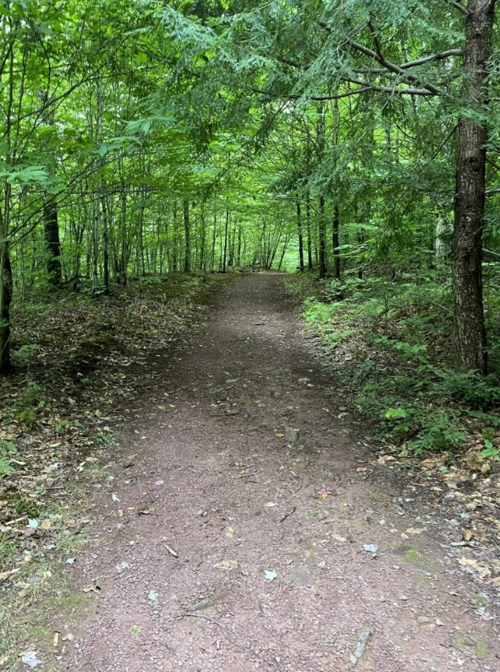 A serene dirt path winding through a lush green forest, surrounded by trees and foliage.