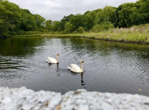 Two swans glide across a calm, reflective pond surrounded by lush greenery under a cloudy sky.