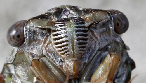 Close-up of a cicada's head, showcasing its large eyes and distinctive striped face.