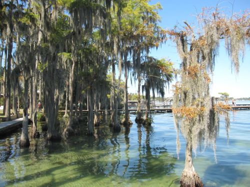 Lush trees with Spanish moss by a calm lake, reflecting blue skies and greenery. A serene natural landscape.