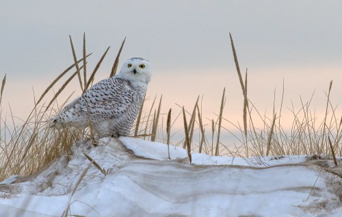 A snowy owl perched on a snowy dune, surrounded by tall grass against a soft, pastel sky.