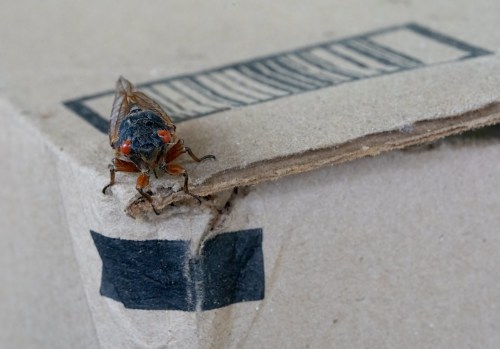 A close-up of a cicada perched on the edge of a cardboard box.