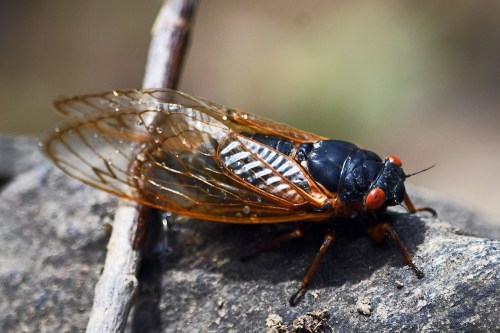 Close-up of a cicada resting on a rock, showcasing its translucent wings and bright red eyes.