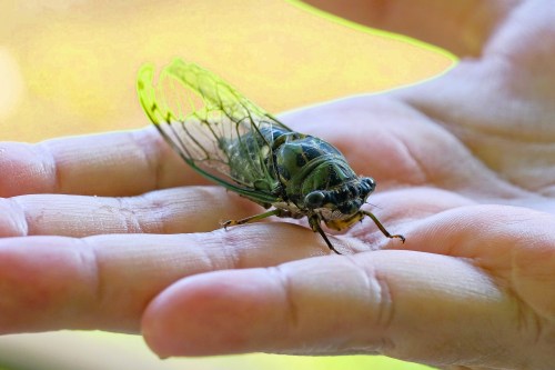 A close-up of a cicada resting on a person's open palm, showcasing its detailed wings and body.