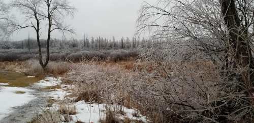 A winter landscape with bare trees and icy branches, surrounded by snow and brown grass under a gray sky.