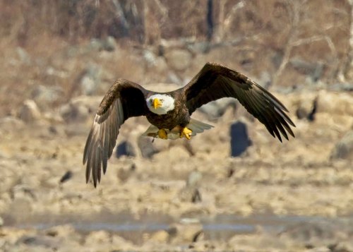 A bald eagle in flight, wings spread wide, against a blurred natural background.