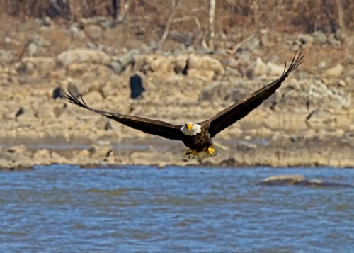 A bald eagle soaring over a river, with rocky terrain in the background.