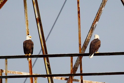 Two bald eagles perched on a rusted metal structure against a blue sky.