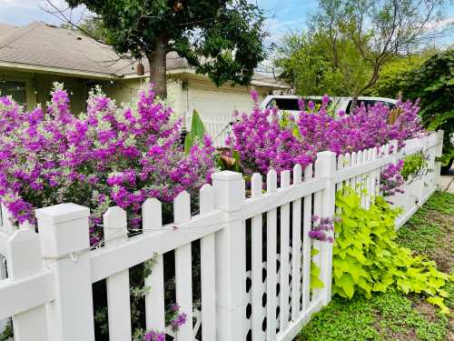 A white picket fence adorned with vibrant purple flowers and green foliage, set against a suburban backdrop.