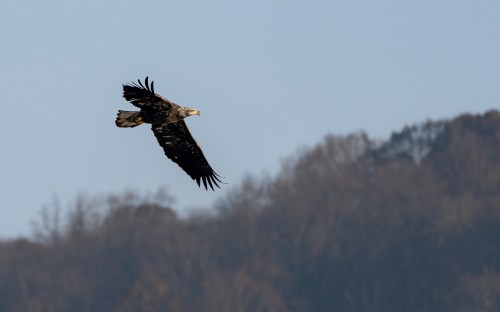A majestic eagle soaring through a clear sky, with trees in the background.