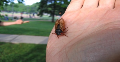 A large cicada resting on an open palm, with a blurred park background.