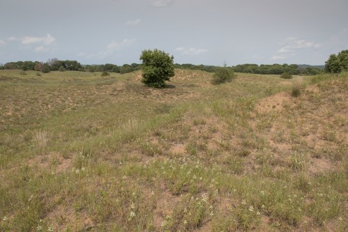 A grassy landscape with rolling hills, sparse trees, and a clear sky in the background.