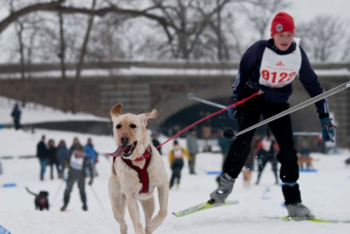 A person skiing pulls a dog on a leash through a snowy landscape during a winter event.