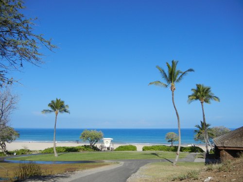 A serene beach view with palm trees, clear blue sky, and calm ocean in the background.
