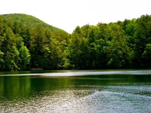 A serene lake surrounded by lush green trees and a distant mountain, with a duck swimming in the water.