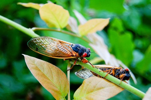 Two cicadas perched on a green stem with leaves in the background, showcasing their distinctive wings and colors.