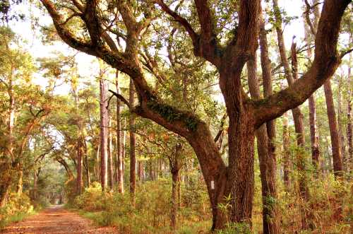 A serene forest path lined with tall trees and lush greenery, illuminated by soft sunlight filtering through the leaves.