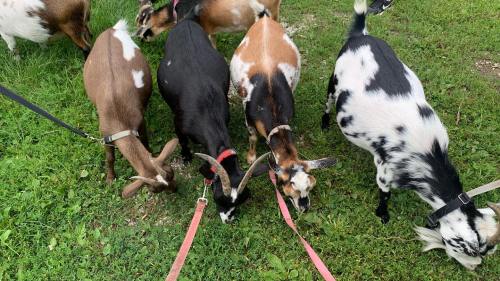 A group of goats of various colors grazing on green grass, some on leashes.