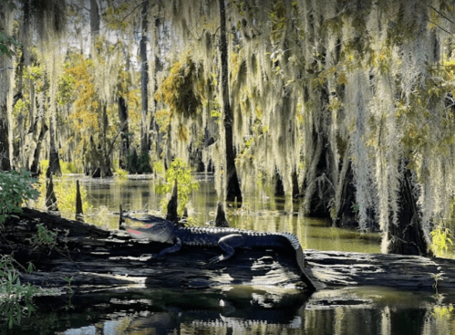 An alligator sunbathing on a log in a serene swamp, surrounded by moss-covered trees and still water.