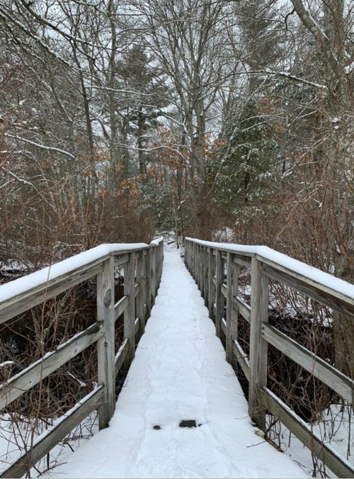 A snow-covered wooden bridge leads through a winter landscape with trees and sparse vegetation.