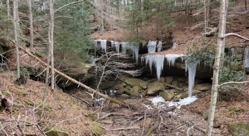 A serene forest scene with icicles hanging from rocks, surrounded by trees and fallen leaves.