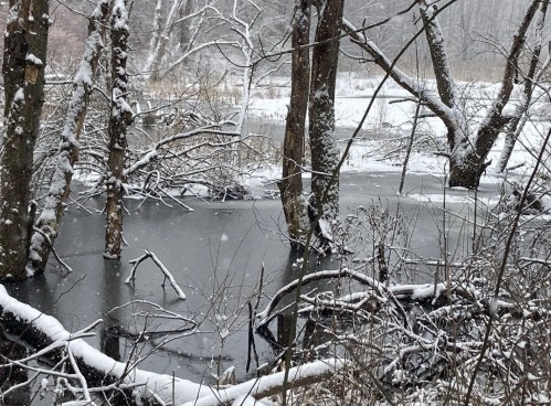 Snow-covered trees surround a frozen pond, with branches partially submerged in the icy water.