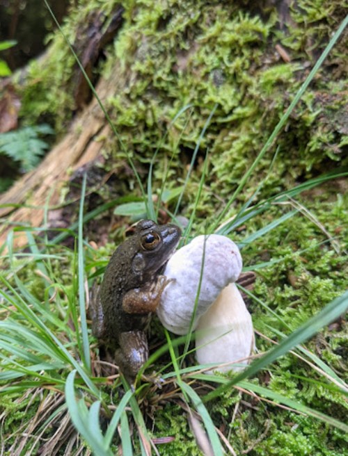 A small frog sits beside a white mushroom on a bed of green grass and moss in a forest setting.
