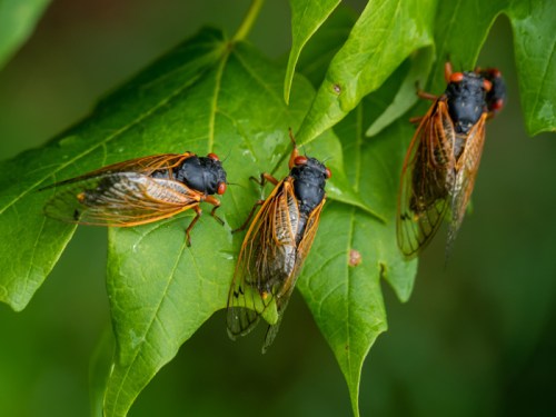 Three cicadas resting on green leaves, showcasing their distinctive wings and bright red eyes.