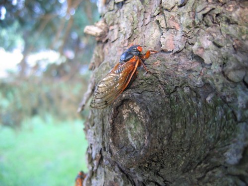 A close-up of a cicada perched on the rough bark of a tree, showcasing its wings and vibrant colors.