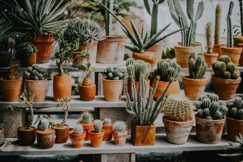 A variety of potted cacti and succulents arranged on shelves in a greenhouse.