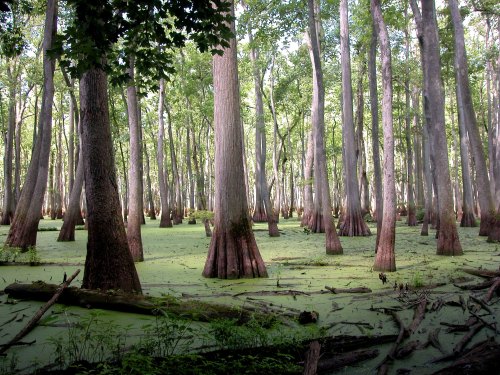 A serene swamp scene with tall trees rising from green, algae-covered water, surrounded by lush foliage.