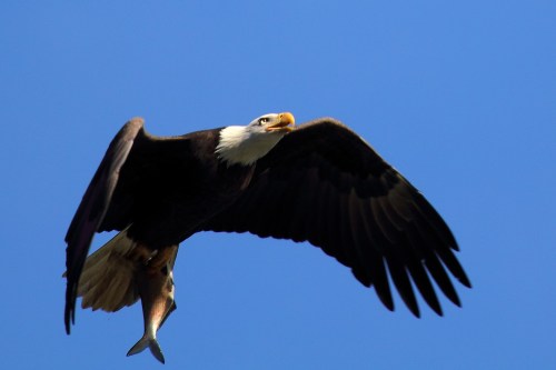 A bald eagle soaring against a clear blue sky, clutching a fish in its talons.
