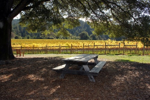 A picnic table under a tree, overlooking a vineyard with golden grapevines and a forested backdrop.