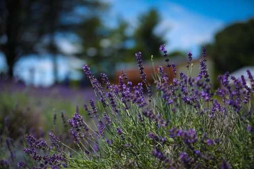 A close-up of vibrant purple lavender flowers in a field, with a blurred background of greenery and blue sky.