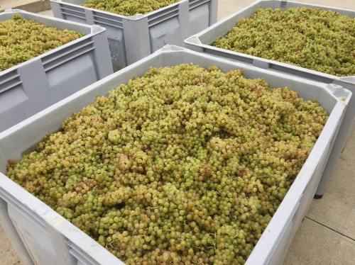 Bins filled with freshly harvested green grapes ready for processing.