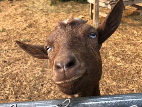 A close-up of a brown goat with blue eyes, looking curiously at the camera against a dry, grassy background.
