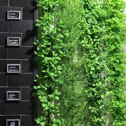 Vertical garden with various herbs, including mint and arugula, labeled on black tiles. Lush green foliage.