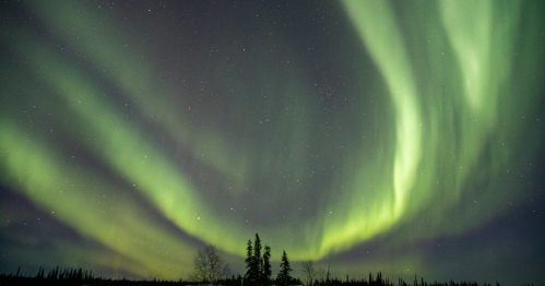 A stunning display of the northern lights illuminates the night sky, with silhouettes of trees in the foreground.