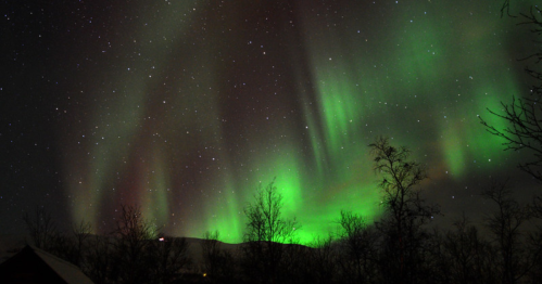 Vibrant green and purple auroras dance across a starry night sky, framed by silhouetted trees.