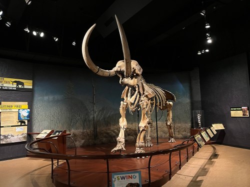 A large mammoth skeleton displayed in a museum, surrounded by informational panels and a dark, naturalistic backdrop.
