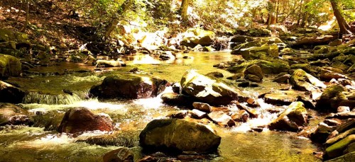A serene stream flows over rocks, surrounded by lush greenery and dappled sunlight in a peaceful forest setting.