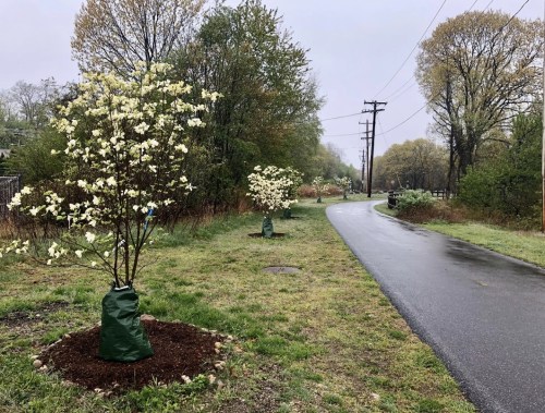 Blossoming trees with white flowers line a wet, winding road surrounded by greenery on a cloudy day.