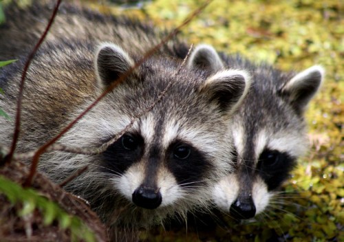 Two raccoons with distinctive black markings on their faces, peering curiously from a lush, green environment.